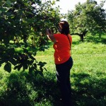 Verger Frier - cueillette